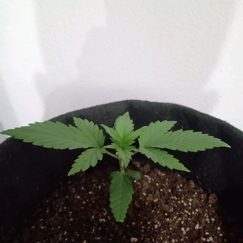 Wire Lime growlog timeline photo