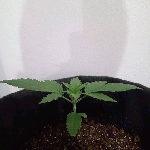 Wire Lime growlog timeline photo