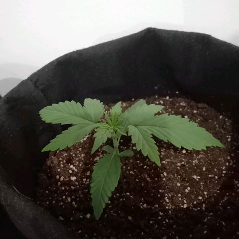 Wire Lime growlog timeline photo