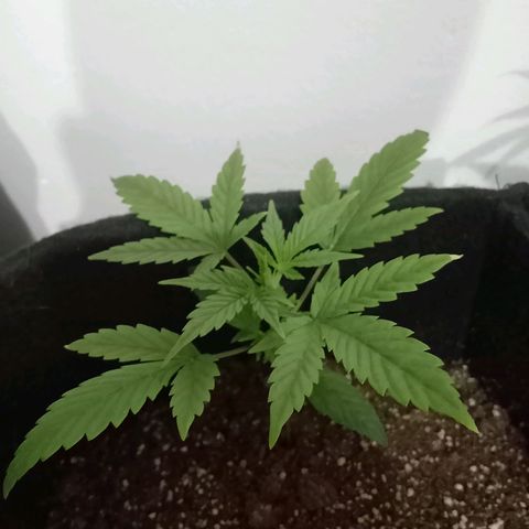 AutoEuforia growlog timeline photo