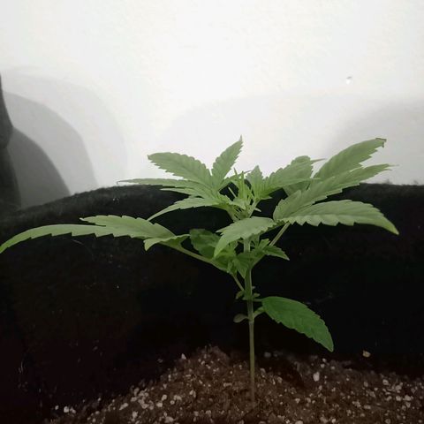 AutoEuforia growlog timeline photo