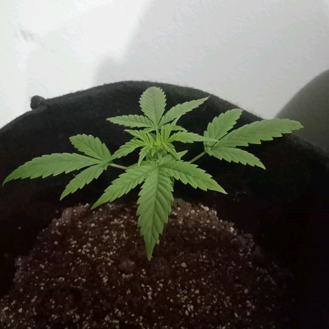 AutoEuforia growlog timeline photo