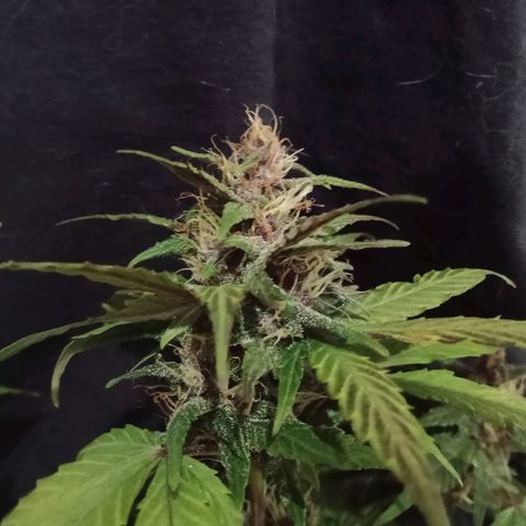 Purple Punch Autoflower growlog timeline photo