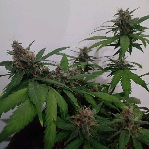 Purple Punch Autoflower growlog timeline photo