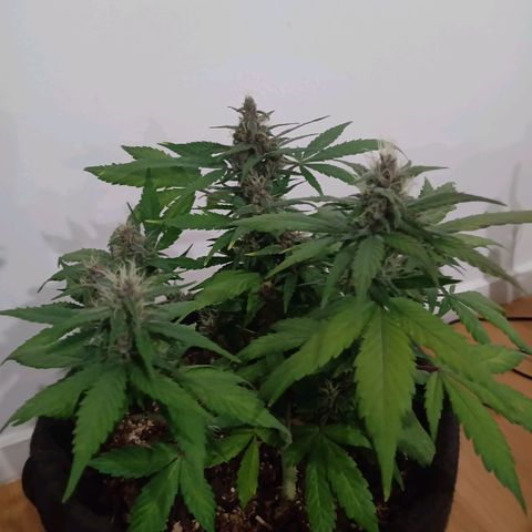 Purple Punch Autoflower growlog timeline photo