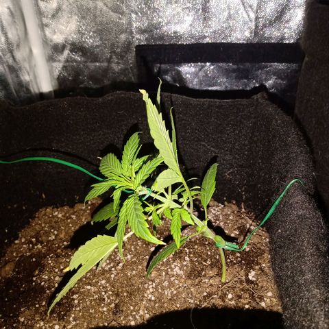 AutoEuforia growlog timeline photo