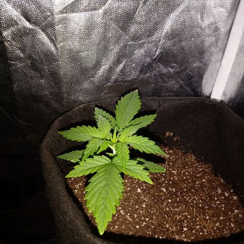 Wire Lime growlog timeline photo