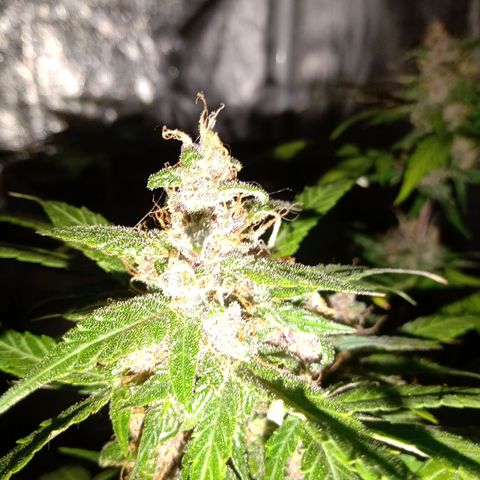 Purple Punch Autoflower growlog timeline photo