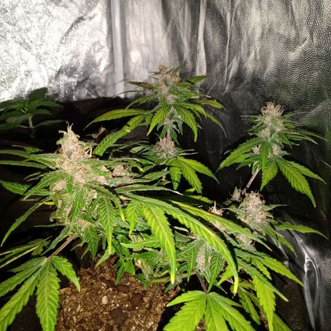 Purple Punch Autoflower growlog timeline photo