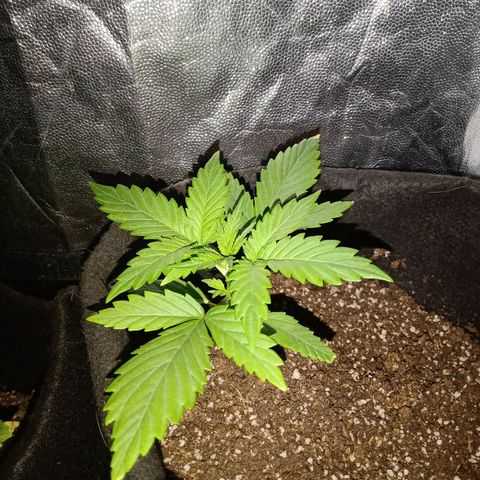 Wire Lime growlog timeline photo