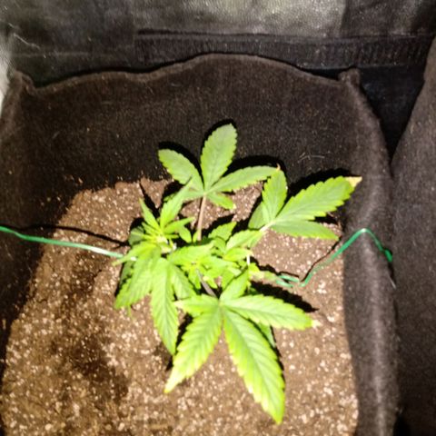 AutoEuforia growlog timeline photo