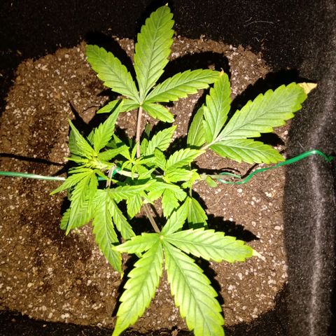AutoEuforia growlog timeline photo