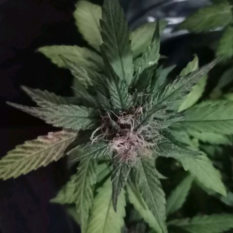 Purple Punch Autoflower growlog timeline photo