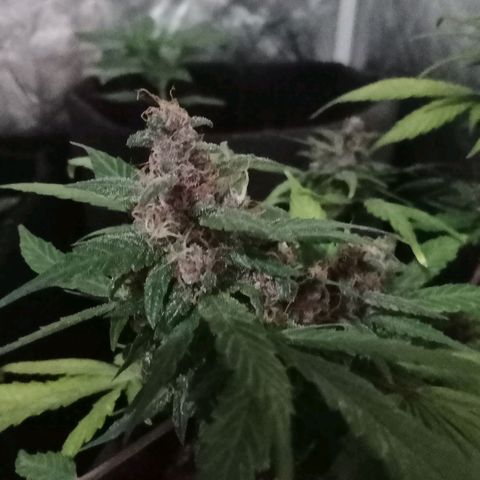 Purple Punch Autoflower growlog timeline photo