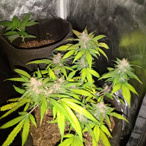 Purple Punch Autoflower growlog timeline photo