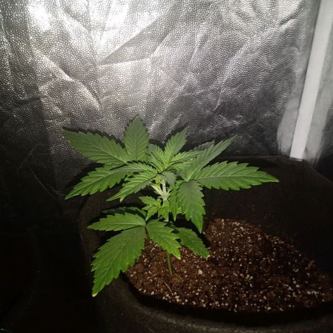 Wire Lime growlog timeline photo