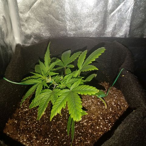 AutoEuforia growlog timeline photo