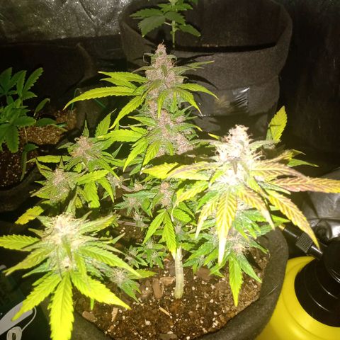 Purple Punch Autoflower growlog timeline photo