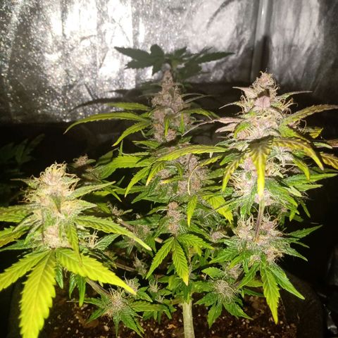 Purple Punch Autoflower growlog timeline photo