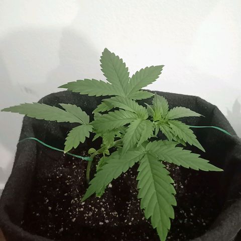 Wire Lime growlog timeline photo