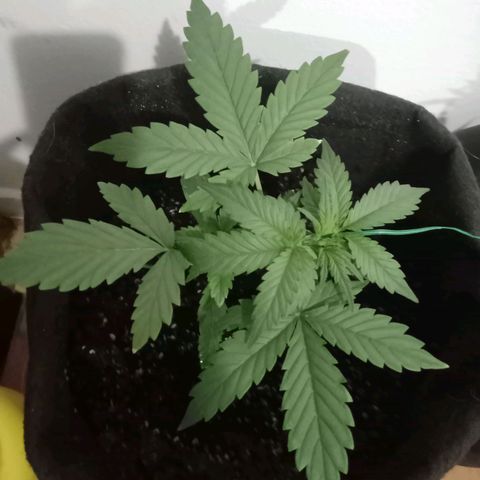 Wire Lime growlog timeline photo