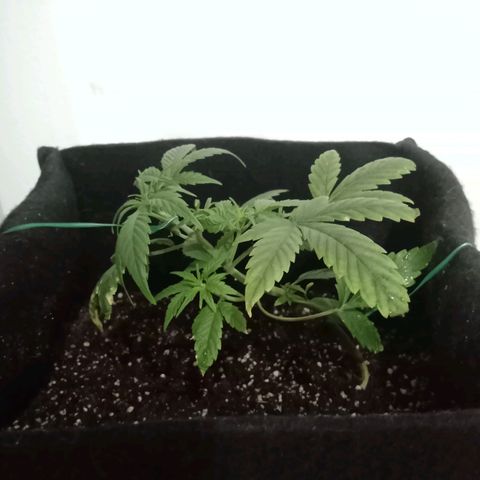 AutoEuforia growlog photo: Recuperándose de la quemadura, riego solo con agua y tricodermas y micorrizas
