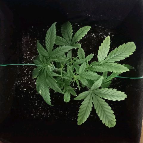 AutoEuforia growlog photo: Recuperándose de la quemadura, riego solo con agua y tricodermas y micorrizas