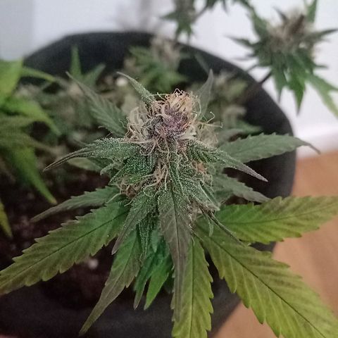 Purple Punch Autoflower growlog timeline photo