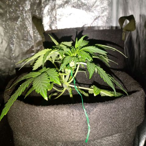 Wire Lime growlog timeline photo