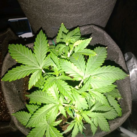 Wire Lime growlog timeline photo