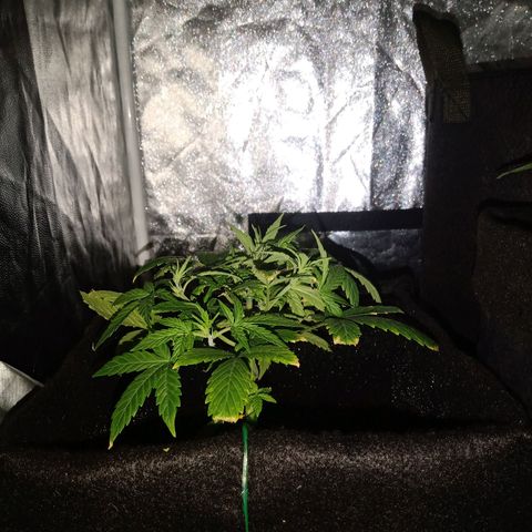 AutoEuforia growlog timeline photo