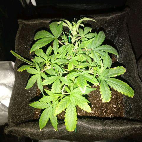 AutoEuforia growlog timeline photo
