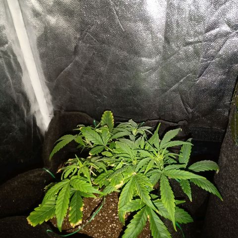 AutoEuforia growlog timeline photo