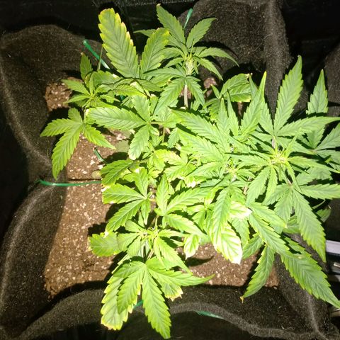 AutoEuforia growlog timeline photo