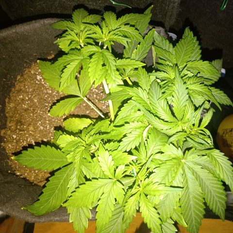 Wire Lime growlog timeline photo
