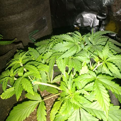 Wire Lime growlog timeline photo