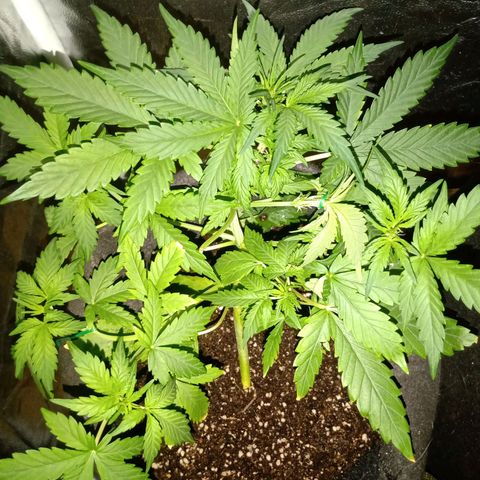 Wire Lime growlog timeline photo