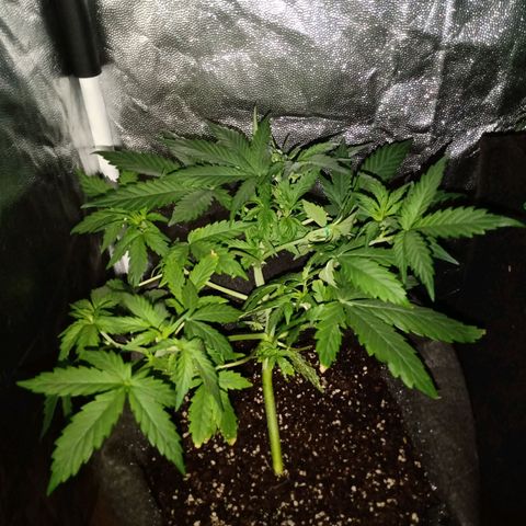 Wire Lime growlog timeline photo