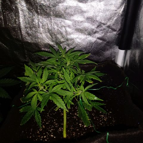 AutoEuforia growlog timeline photo
