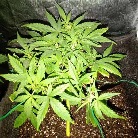 AutoEuforia growlog timeline photo