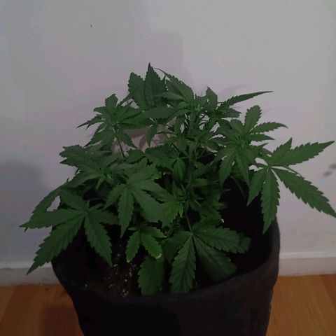 Wire Lime growlog timeline photo