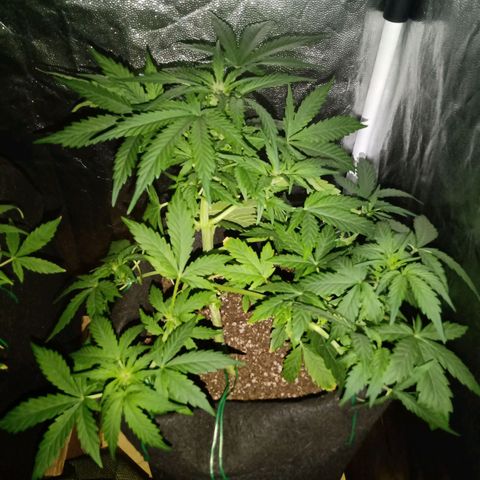 Wire Lime growlog timeline photo
