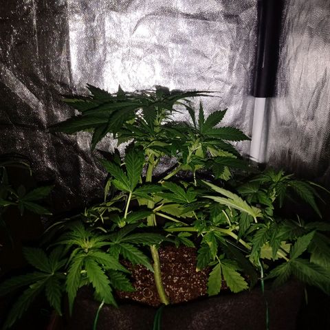 Wire Lime growlog timeline photo