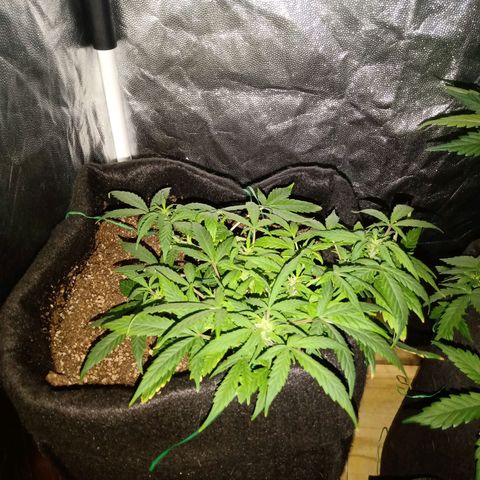 AutoEuforia growlog timeline photo