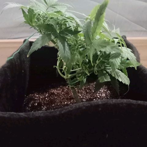 AutoEuforia growlog timeline photo