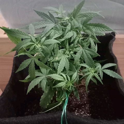 AutoEuforia growlog timeline photo