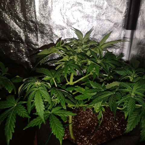 Wire Lime growlog timeline photo