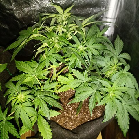 Wire Lime growlog timeline photo