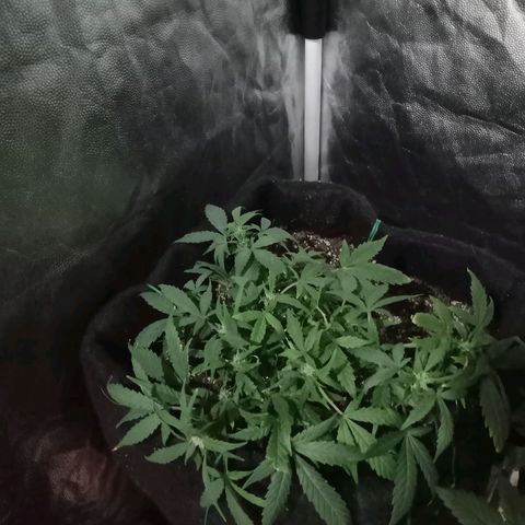 AutoEuforia growlog timeline photo