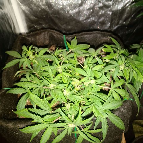 AutoEuforia growlog timeline photo